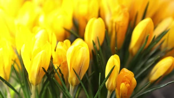 Gelb Blühende Krokusse Niedriger Winkel Schöne Frühlingshintergrund Mit Kopierraum Frühlingssonniger — Stockvideo