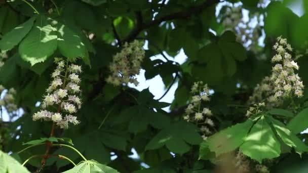 春に咲く栗の木の花 馬栗の木 晴れた日 光の風のイソキュラスカバスタヌムの花 春の背景 スローモーションビデオ ダイナミックなシーン 閉じろ — ストック動画