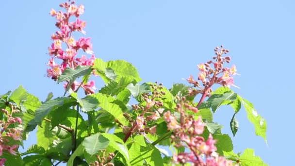 Güzel Pembe Kestane Çiçeği Güneşli Gün Hafif Esinti Bahar Arka — Stok video