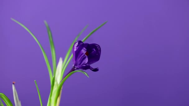 Crocussen Tijdsverloop Van Felblauwe Violette Lila Krokussen Saffraanbloemen Die Bloeien — Stockvideo