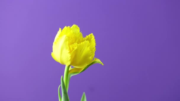 郁金香 色彩艳丽的黄色郁金香花在紫色或紫色背景下绽放的时间 时光流逝的郁金香一丛春花绽放 假日花束 Uhd视频 — 图库视频影像