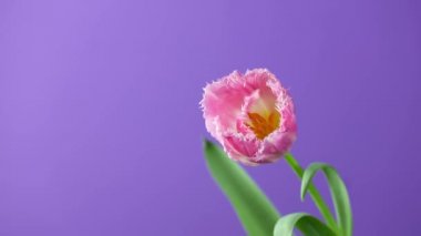 Lale. Mor veya menekşe arkaplanda açan parlak pembe renkli lale çiçeğinin zamanı. Zaman atlamalı lale demeti bahar çiçeklerinin açılışı, yakın plan. Tatil buketi. 4k Uhd videosu