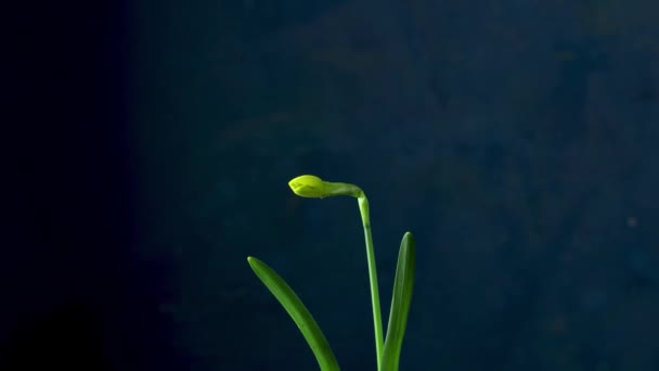 Narzissenblüte Zeitraffer Ausgeschnitten Klassisch Blauer Hintergrund Video Frühling Ostern Narzissen — Stockvideo