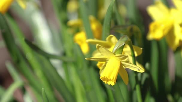 Daffodil květina a zelený list v narcisované květinové zahradě v slunném létě nebo na jaře. Daffodil květina pro pohlednice krásy dekorace, slunečný den, mělká hloubka pole