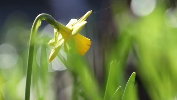 Nergis Çiçeği Yeşil Yaprak Nergis Çiçeğinin Bahçesinde Güneşli Yaz Bahar — Stok video