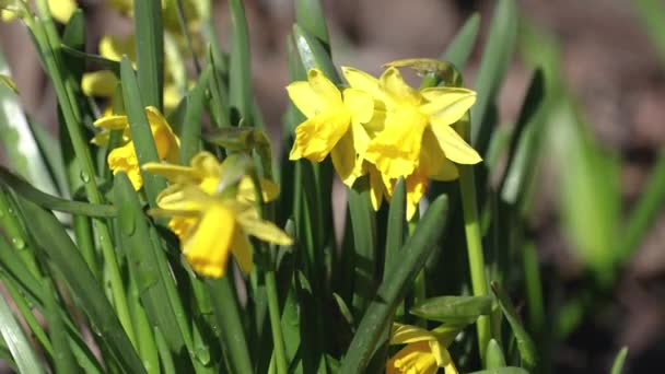 Daffodil Květina Zelený List Narcisované Květinové Zahradě Slunném Létě Nebo — Stock video