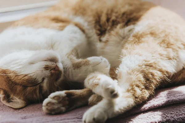 Luz Sol Manhã Sobre Gato Vermelho Dormindo Fechar Com Borrão — Fotografia de Stock