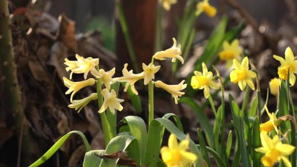 Gele Bloeiende Hyacinten Narcissen Lage Hoek Mooie Lente Achtergrond Met — Stockvideo