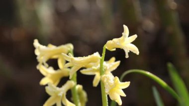 Su damlalı sarı sümbüller. Düşük açı. Fotokopi alanı olan güzel bir bahar arkaplanı. Ormanda güneşli bir bahar günü. Yaklaş, alanın sığ derinliği.