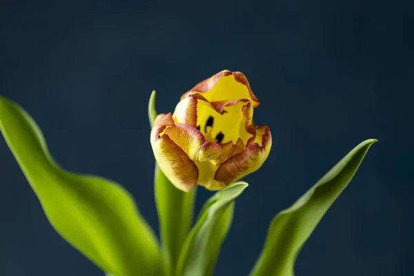 Flor Tulipa Colorida Amarela Vermelha Brilhante Florescendo Fundo Escuro Bouquet — Fotografia de Stock