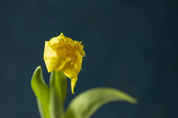 Flor Tulipa Colorida Amarela Brilhante Florescendo Fundo Escuro Bouquet Férias — Fotografia de Stock