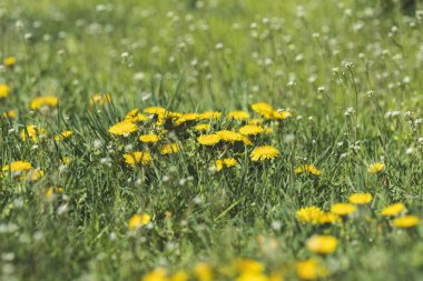 Şehir parkındaki yol boyunca çiçek açan karahindiba çalıları. Güzel Doğa Çiçekleri Tatil geçmişi. Yüzeyin derinliği. Ton halinde. Boşluğu kopyala.