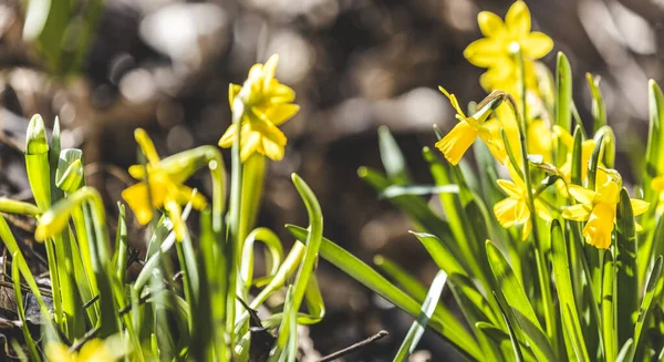 Vista Panoramica Sui Fiori Primaverili Nella Foresta Giallo Narcisi Fiore — Foto Stock