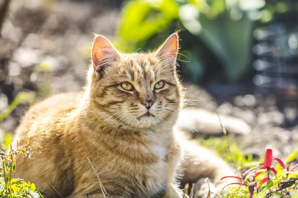 Een Pluizige Vuile Dakloze Rode Kat Zit Ontspannen Een Tuin — Stockfoto