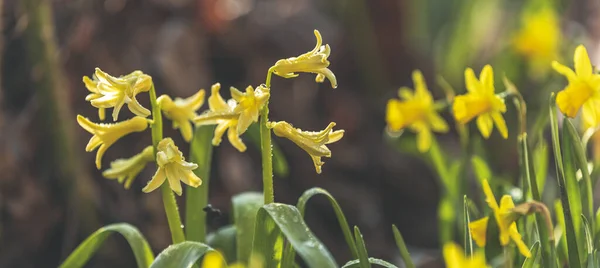 Vista Panoramica Sui Fiori Primaverili Nella Foresta Giallo Narcisi Fiore — Foto Stock