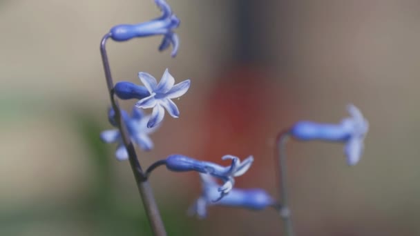 Niebieskie Hiacynty Piękne Wiosenne Tło Przestrzenią Kopiowania Wiosenny Słoneczny Dzień — Wideo stockowe