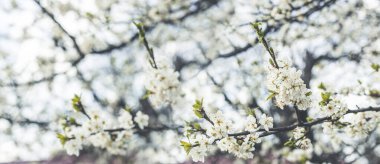 Beyaz erik çiçekli bahar arkaplan sanatına panoramik bir bakış. Bahar günü, yakın mesafe, tarlanın sığ derinlikleri..