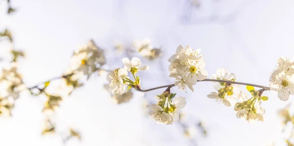Panorámás Kilátás Tavaszi Háttér Művészet Fehér Cseresznyevirág Tavaszi Nap Közel — Stock Fotó