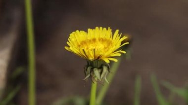 Karahindiba çiçeğinin 4k Zaman Süreleri açıldı. Sarı çiçekli karahindiba başı sabahın erken saatlerinde ortaya çıktı. Doğal arka planda makro çekim. Parçalı bulutlu bir günde hızlandırılmış bahar sahnesi