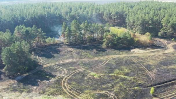 Humo Sobre Bosque Vista Aérea Fuego Salvaje Tierra Quemada Troncos — Vídeos de Stock