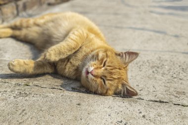 Yumuşak kırmızı kedi sokak kedisi kaldırımda rahatça uyuyor. Hava açık, hayvan eğleniyor. Alanın sığ derinlikleri