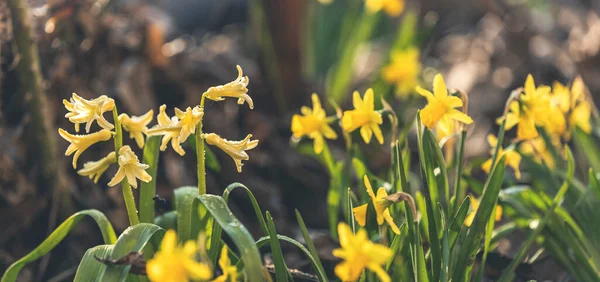 Vista Panoramica Sui Fiori Primaverili Nella Foresta Giallo Narcisi Fiore — Foto Stock