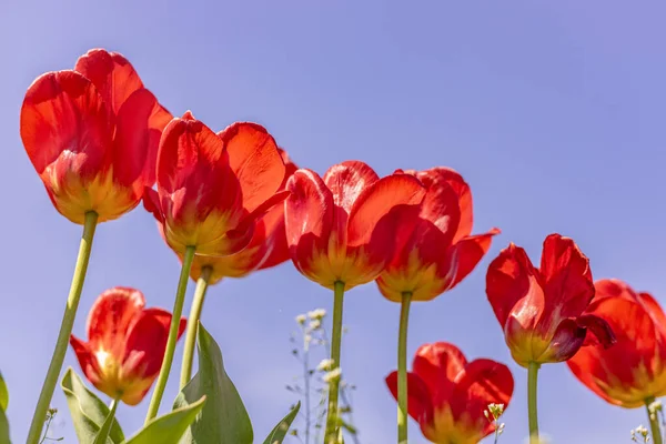 Luminosi Tulipani Rossi Sfondo Cielo Blu Composizione Primaverile Colorata — Foto Stock