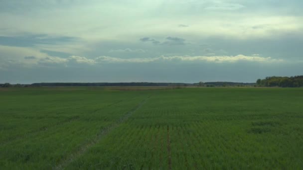 在春天里阳光灿烂的时候 空中无人机飞越了冬小麦和农村的田野 优秀的无人机视频用于生态概念 — 图库视频影像