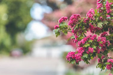 Güzel Bokeh 'te güzel pembe dikenli çiçeklerle bahar arkaplan sanatı. Güzel bir bahar arkaplanı. Boşluğu kopyala.