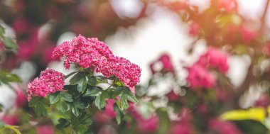 Panoramik manzara, bahar arkaplan sanatı ve güzel bokeh 'te güzel pembe dikenler çiçek açıyor. Güzel bir bahar arkaplanı. Boşluğu kopyala.