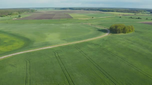 Koncepcja Uprawy Rolnictwa Dron Przelatujący Nad Terenami Wiejskimi Słonecznym Pochmurnym — Wideo stockowe