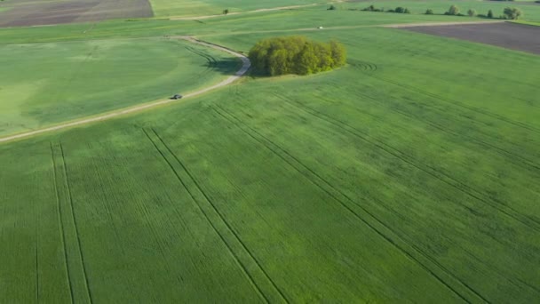 Koncepcja Uprawy Rolnictwa Dron Przelatujący Nad Terenami Wiejskimi Słonecznym Pochmurnym — Wideo stockowe