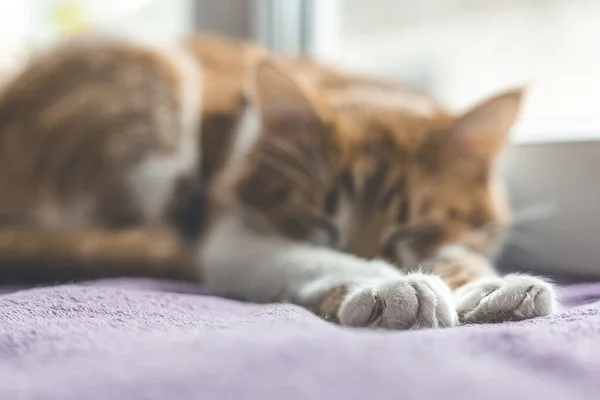 Bonito Cauda Gato Gatinho Vermelho Branco Fora Foco Dormindo Manta — Fotografia de Stock