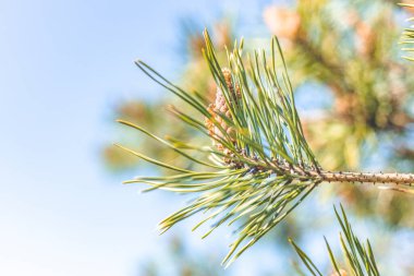 Çam ağacı ve üç tür çam kozalağı ilkbahar ormanlarında mavi gökyüzünde bahar arka planında