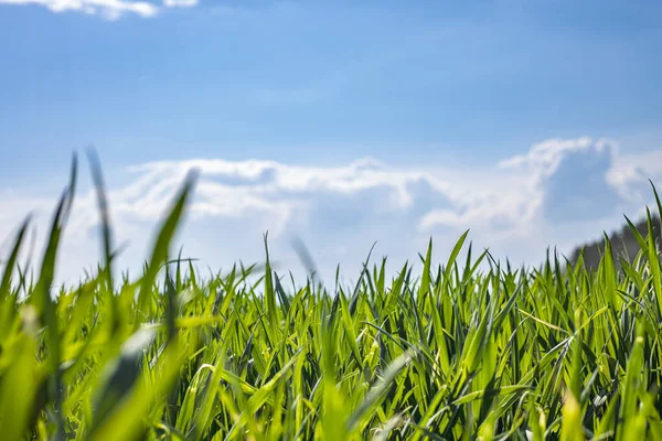 Das Feld Des Jungen Weizens Unter Blauem Himmel Frühling Hintergrund — Stockfoto