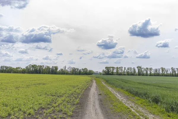 Malerische Erbsen Und Weizenfelder Auf Beiden Seiten Feldweg Und Blauer — Stockfoto