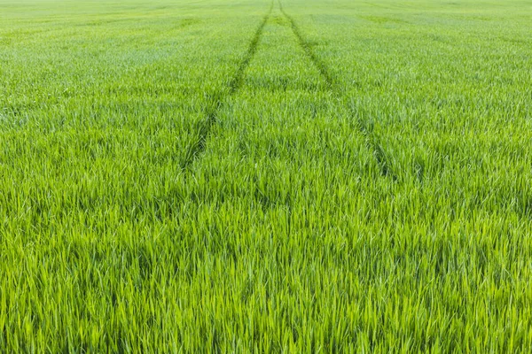 Det Unga Vetets Fält Bakgrund Grönt Gräs Jordbrukskoncept Rader Unga — Stockfoto