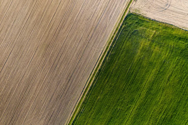 Cultivo Concepto Agricultura Vista Superior Dron Volando Sobre Campo Campo — Foto de Stock
