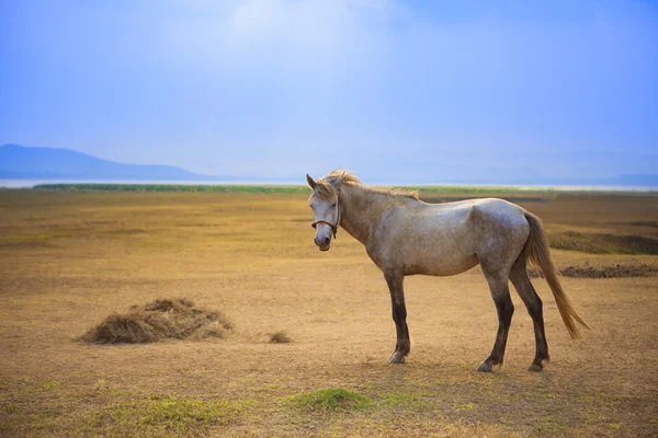 Cavalo branco de pé na fazenda rural aberta contra o belo sol li — Fotografia de Stock