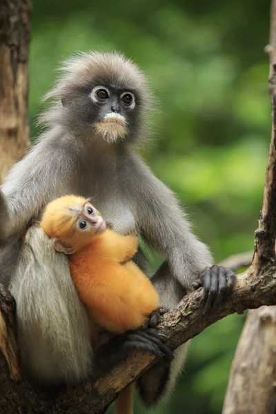 Материнство обезьяны с сухим листом, тусклый язык на юге от Тхи — стоковое фото