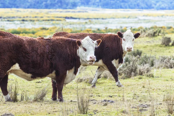 Livestock cow in new zealand farm — Stock Photo, Image