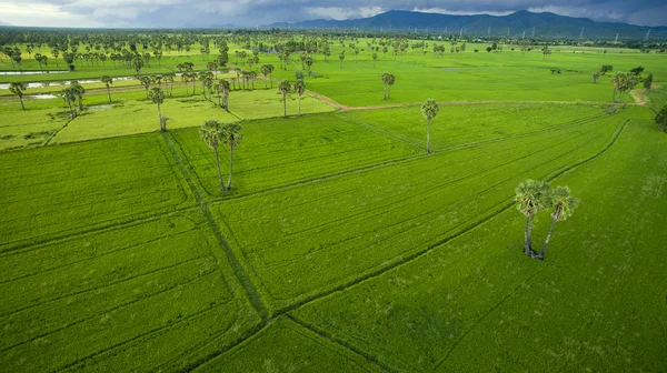 Vista aérea de la zona de cultivo de arrozales de arroz verde en petcha — Foto de Stock