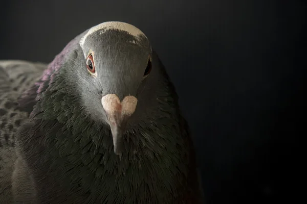 Menutup wajah burung merpati yang marah fotografi dengan styl cahaya rendah — Stok Foto