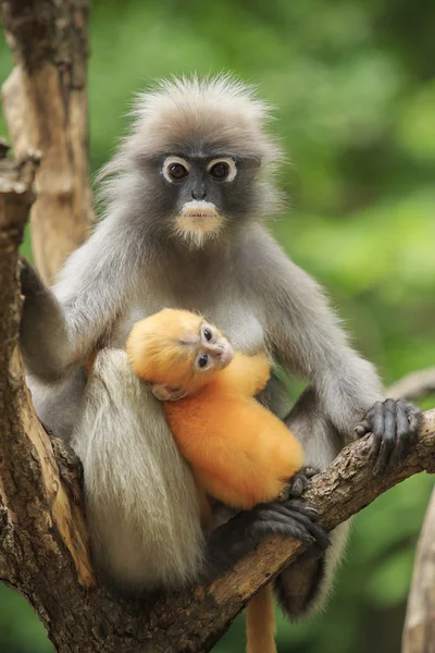 Motherhood of Dusky leaf monkey, Dusky langur in southern of tha — Stock Photo, Image