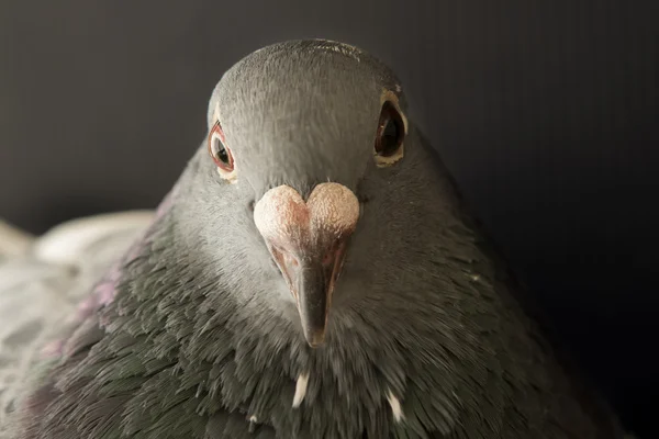Close up face of angry pigeon bird photography by low light styl — Stock Photo, Image