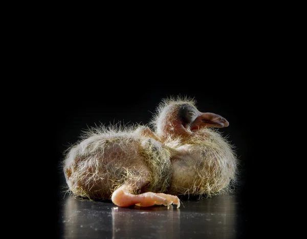 5 dagar spädbarn pigeon fågel liggande på svart bakgrund — Stockfoto