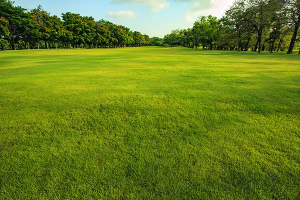 Zielona trawa pole publiczny Park w świetle poranka — Zdjęcie stockowe