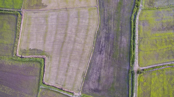 Vista aérea do arrozal no campo agrícola — Fotografia de Stock