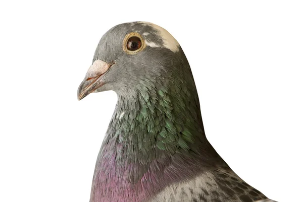 Крупным планом красивых гоночных голубей изолировать — стоковое фото