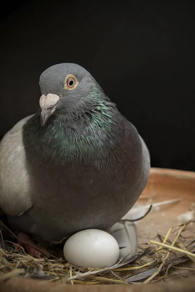 Pigeion 鸟孵化蛋在家里阁楼 — 图库照片